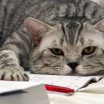 inactivitate-blog-pisica-plictisita